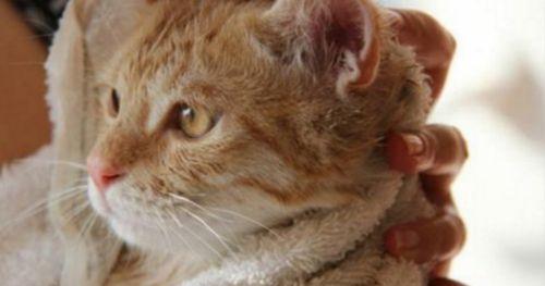 如何正确养护刚断奶的小猫（从饮食、健康到情感）