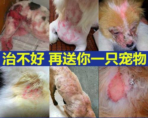 狗长螨虫的症状及预防方法（宠物爱犬的健康问题不能忽视）