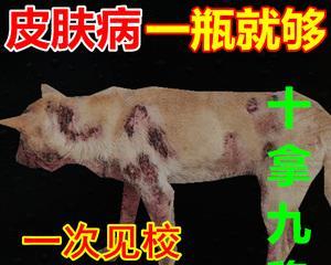 狗得皮肤病怎么办（以宠物为主）