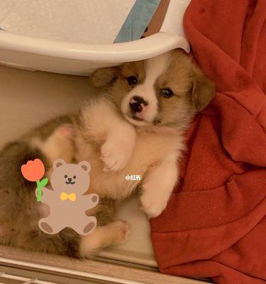 细小犬食谱大全（探索狗狗细小病毒食疗方案）