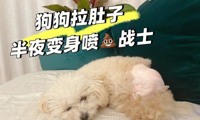 狗狗病毒性肠胃炎，令人忧心的病毒（病毒的传播）