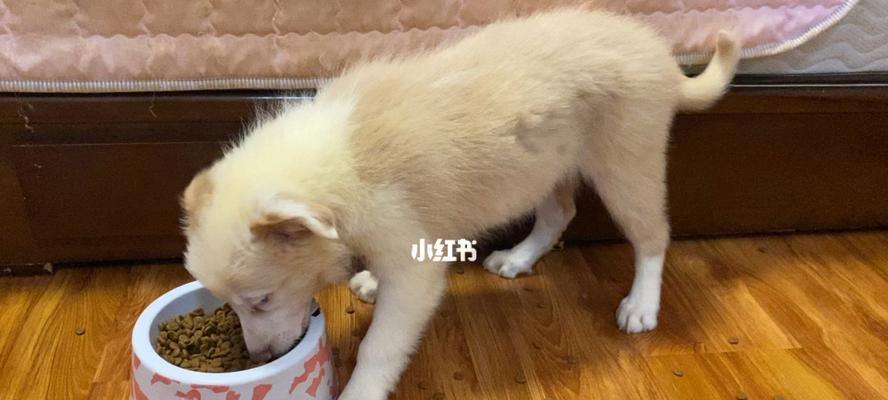 为什么我的狗狗不爱吃食（探究狗狗不爱吃食的原因及解决方法）