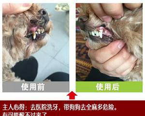 狗狗长结石牙怎么办（宠物的健康需要我们的关注）