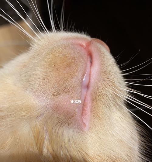 宠物猫咪下巴变黑的原因与治疗方法（探究猫咪下巴黑的常见疾病和预防方法）