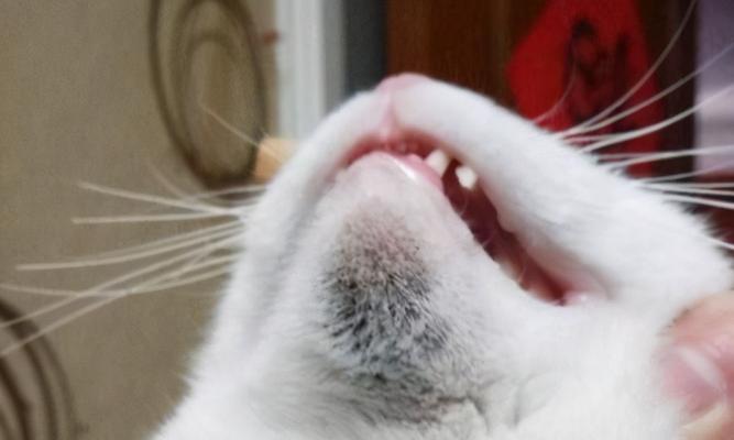 猫咪下巴皮肤红肿怎么办（解析猫咪下巴皮肤红肿的原因和治疗方法）