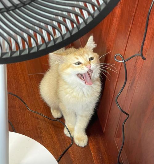 猫咪夏季必备（以宠物为主的生活方式）