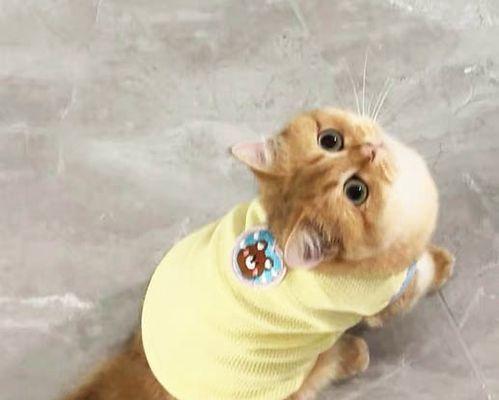 猫咪夏天拉稀怎么办（以宠物为主）