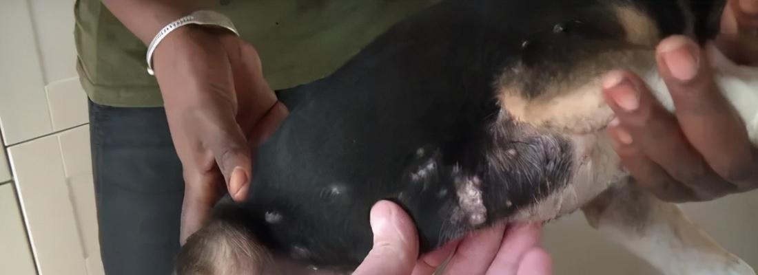揭秘猫咪血液寄生虫——预防与治疗