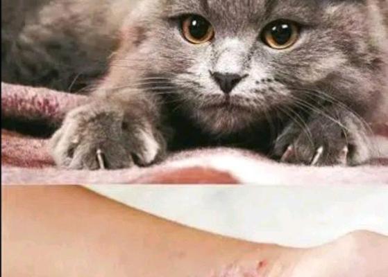宠物猫是否会传播狂犬病（猫咪是否可能患有狂犬病以及如何保护自己和家人）
