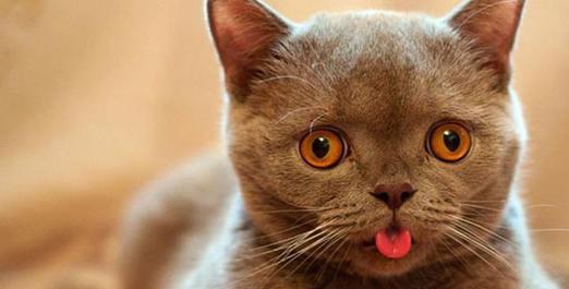 猫咪应激反应该如何缓解（寻找有效的药物治疗猫咪应激反应）