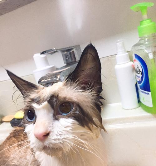 猫咪洗澡的正确水温(宠物爱好者必看)