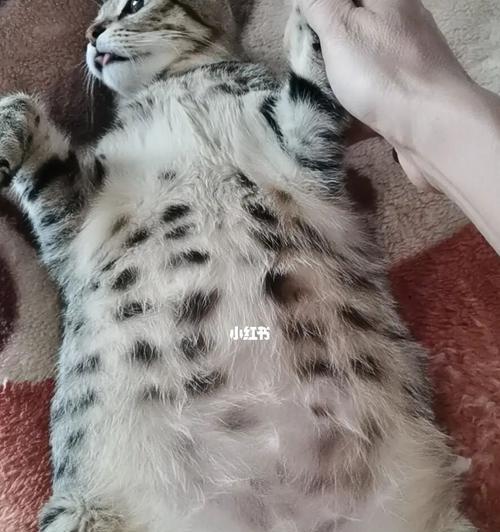 探讨猫咪肚腩之谜(宠物猫为什么容易发胖)