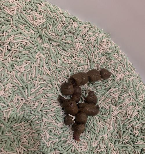 宠物绦虫感染对健康的影响（揭开猫咪身上的绦虫之谜）