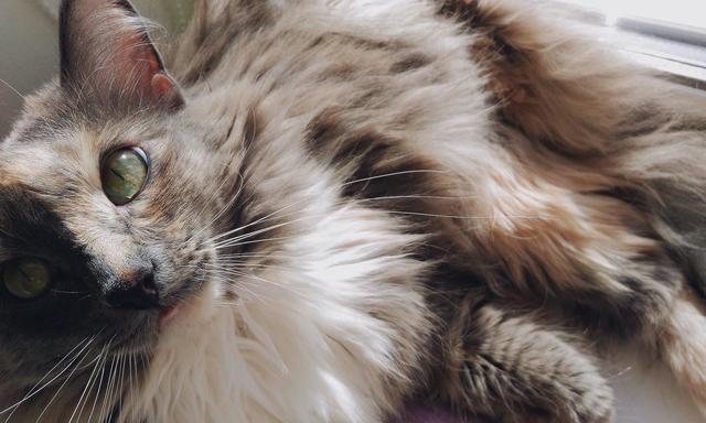 宠物猫咪为何会自断胡子(了解猫咪胡子的重要性及自断原因)