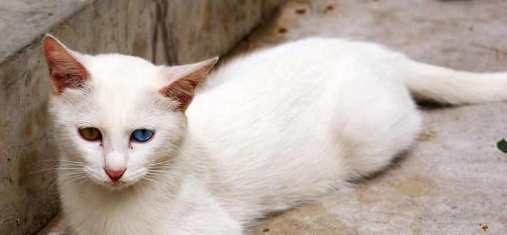猫咪自足三日，神不知鬼不觉（独居的宠物该如何度过三天）