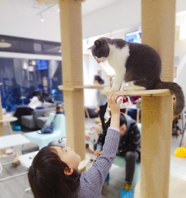 猫咪滑行的危险，如何应对（避免猫咪滑倒）