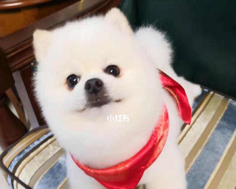 探秘毛小孩——最爱人类的宠物狗品种（认识毛小孩的特征和习性）