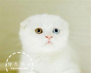 明星宠物之猫——品种介绍（以明星养的猫咪品种有哪些）