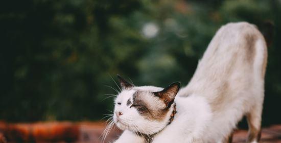 摸猫猫为什么发出声音（探秘猫咪的语言之谜）