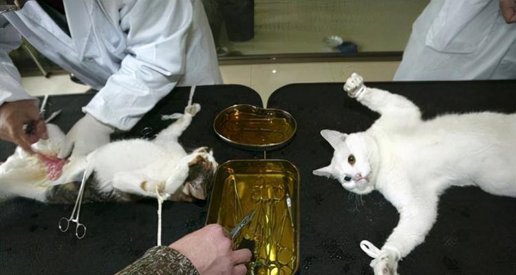 母猫流产后的护理与恢复(如何帮助母猫顺利度过流产期)