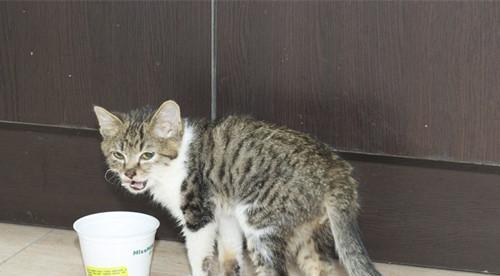 奶猫为何不吃饭会拉肚子（探究奶猫不吃饭拉肚子的原因和解决方法）