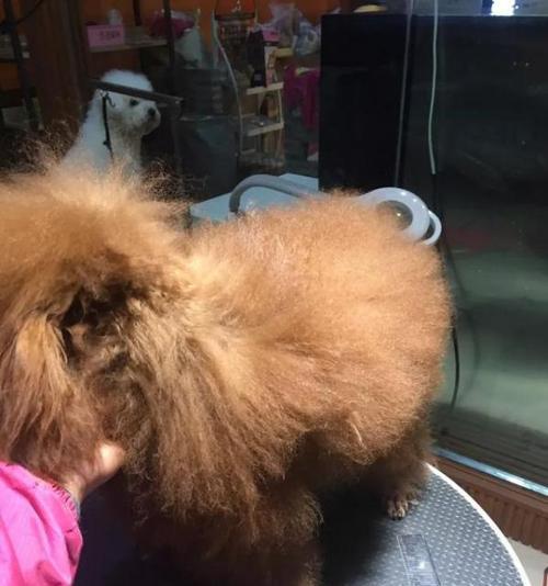 怎样正确使用湿毛巾给宠物狗擦洗（狗狗清洁小妙招）