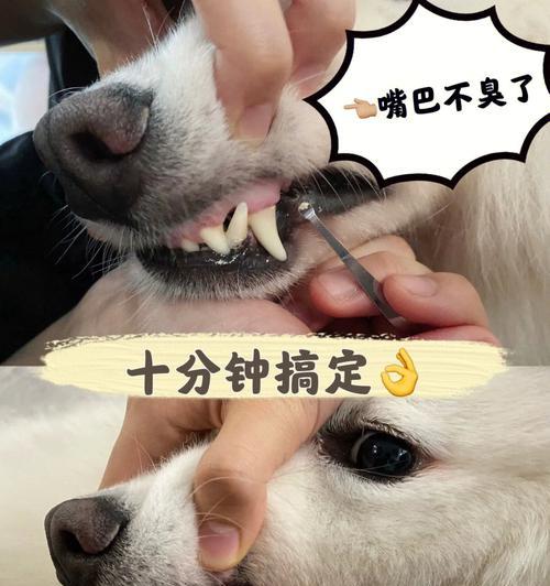 让你的宠物的牙齿更健康，更有光彩（让你的宠物的牙齿更健康）