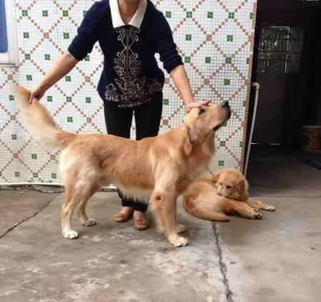 如何进行狗的人工配种（宠物狗的健康与繁殖）
