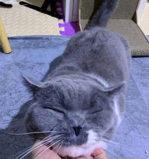 用纱布帮助宠物猫刷牙（如何正确）