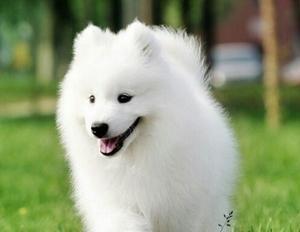 萨摩耶幼犬不爱喝水,如何解决?