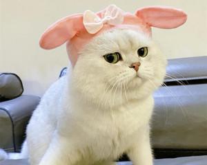 以赛级猫咪喝什么水最好（了解猫咪需求）