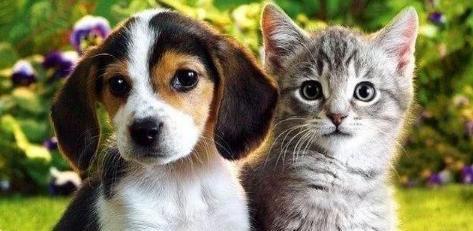 选择适合自己的伴侣犬（从宠物喜好）