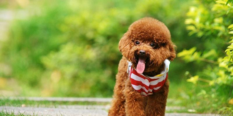 选择易养犬种，让你的宠物生活更轻松（以不易掉毛为关键）