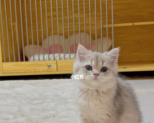 揭秘全生长期猫咪的健康秘密