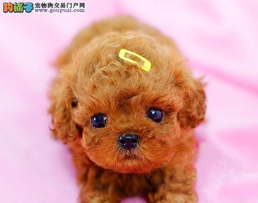 泰迪生狗狗的多彩世界（从黑白到五彩斑斓）