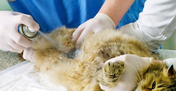 公猫照顾小猫，真的是天性吗（探究公猫照顾小猫的原因和行为特征）