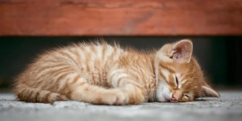 为什么猫咪与人类不亲近（探究猫咪与人类相处的种种难题）