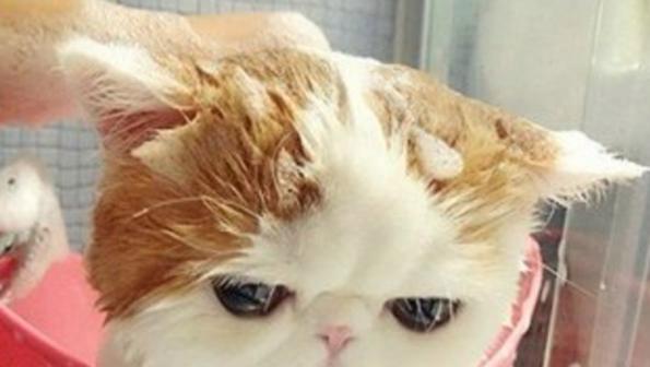 猫咪为何要抓脖子（探究猫咪习性与行为）