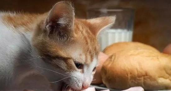 从饮食、环境到行为，打造适合猫咪的生活方式（从饮食、环境到行为）