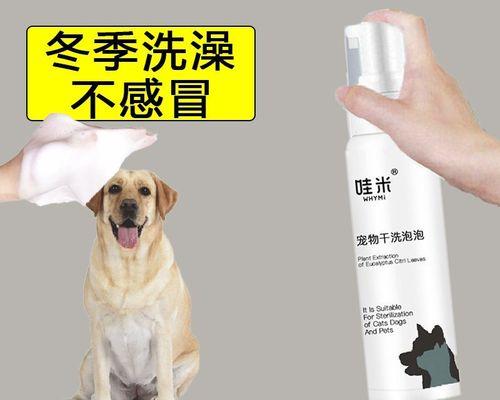 夏季犬只洗澡指南（以夏天给小狗洗澡为主题的犬只洗澡注意事项）