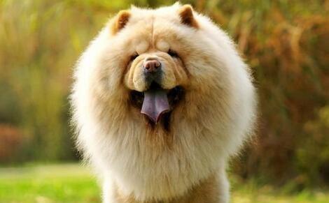 狮犬狗的故事（一只像狮子的宠物犬的生活点滴）