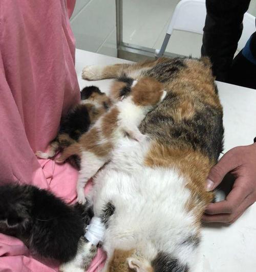 猫咪需要断尾吗（从宠物）