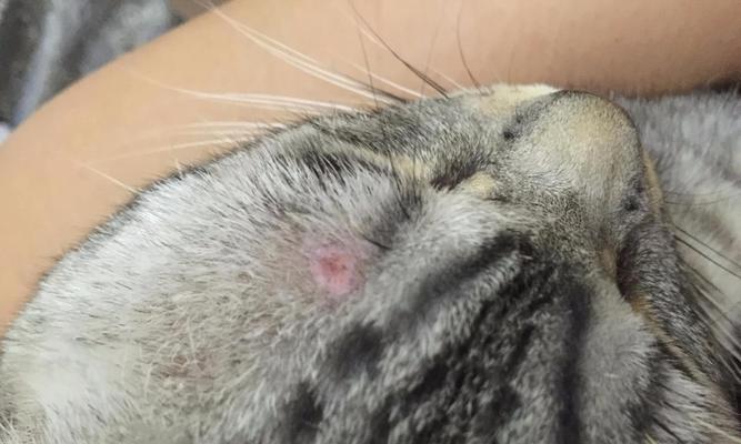 小猫眼睛皮肤病的防治方法（以宠物为主）