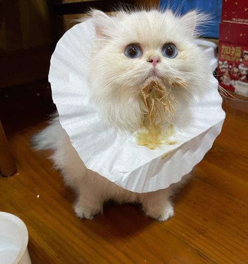 小猫暴饮暴食引发的健康危机（宠物喂养误区与正确的饮食习惯）
