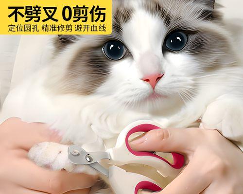 小猫指甲勾破了,你需要知道的事情(怎样避免宠物指甲伤害)