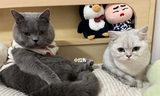 宠物猫的饮食