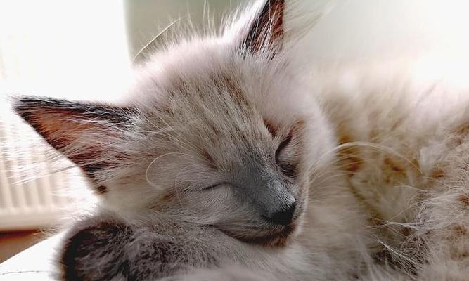 小猫仔喂奶指南(宠物猫的成长与营养)
