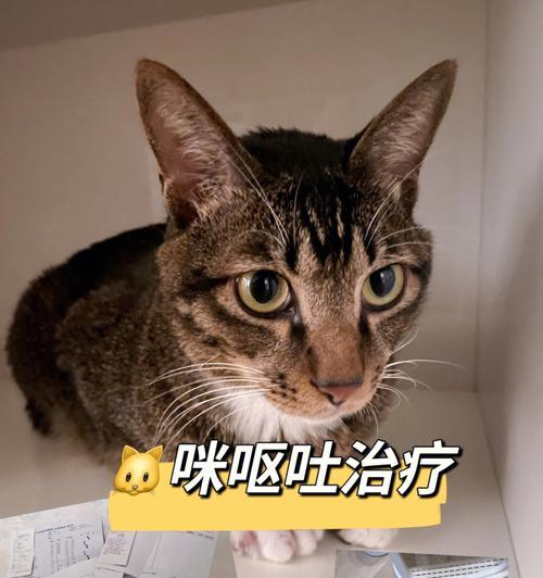 宠物健康问题解决方案（以小猫总吐为例）