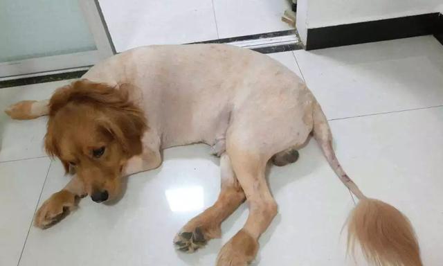 探究小犬的温度感知与温暖需求(探究小犬的温度感知与温暖需求)