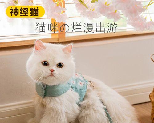 从新食养到拴绳，如何照顾宠物猫咪（掌握正确的饮食和锻炼方式）